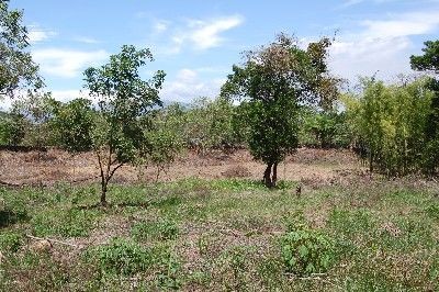 1042 - Dolega - lots