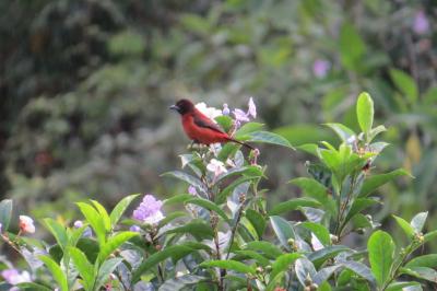 108922 - Cerro azul - lotes