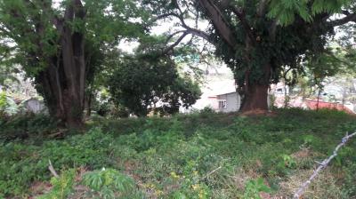 109169 - Hato pintado - lotes