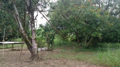 115507 - Changuinola - lotes