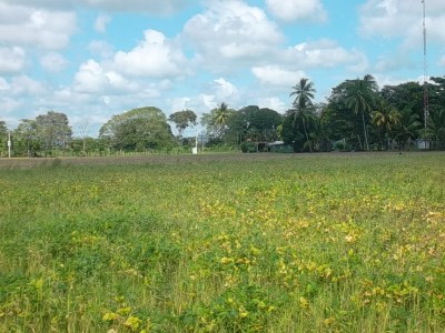 11559 - Alanje - fincas