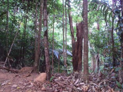 12331 - Chepo - lotes