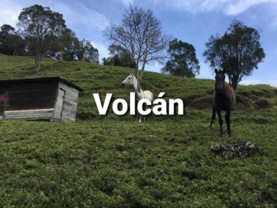 126123 - Chiriquí - fincas