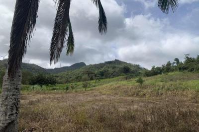 128083 - Tulu - lotes