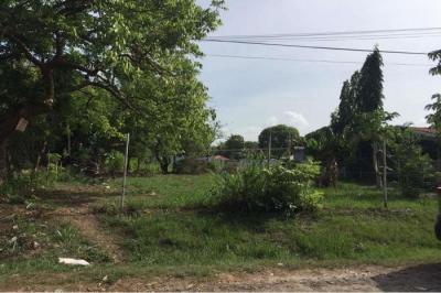 128607 - Nueva gorgona - lots