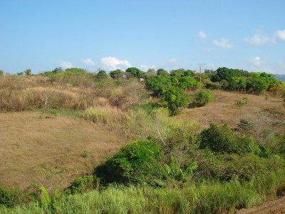 1289 - Las mañanitas - lots