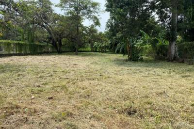 129128 - Nueva gorgona - lots