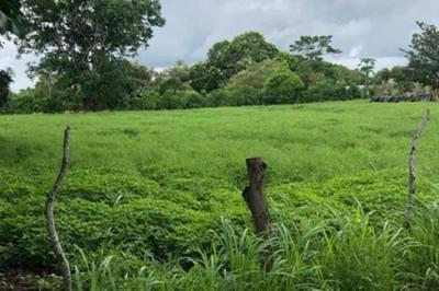 129639 - Las Tablas - lotes