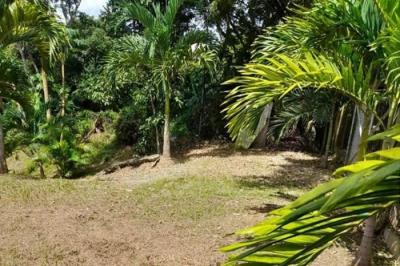 129711 - Las uvas - lotes