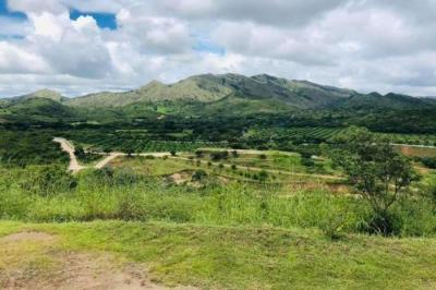 130097 - Penonomé - fincas