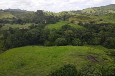 132024 - El coco - la chorrera - lotes