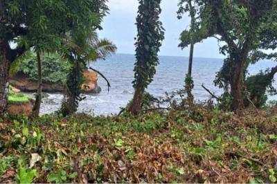 132180 - Palmas bellas - lotes