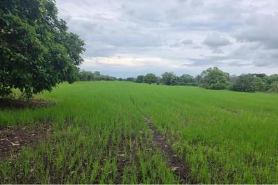 133987 - Boquerón - lotes