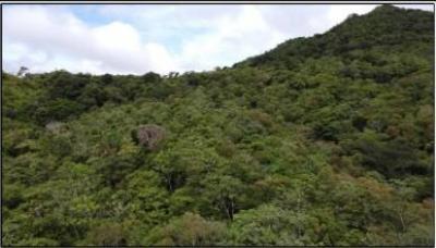 136412 - Sora - lotes