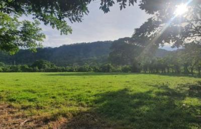 136665 - Chiriquí - lotes