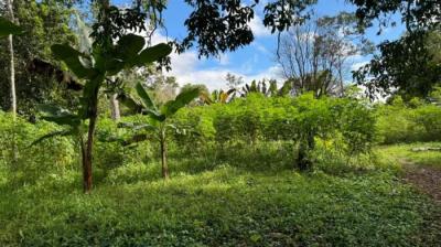 136998 - Chiriquí - lotes