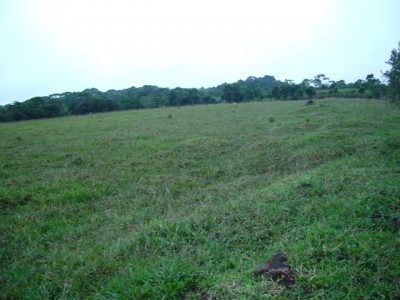 1370 - Potrerillos - fincas