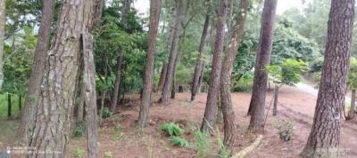 137176 - Hornito - apartamentos