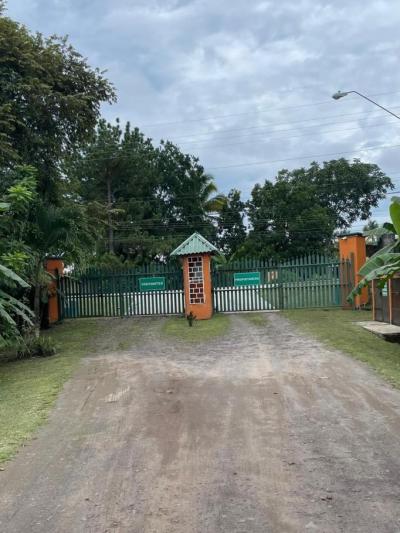 137376 - Las uvas - lotes