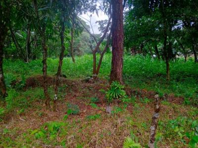 137408 - Chiriquí - lotes