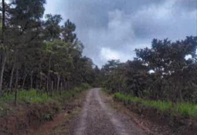 137450 - Chame - lotes