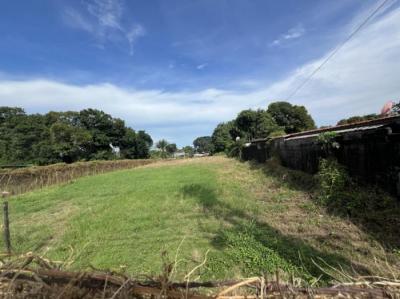 137673 - Pedregal - lotes