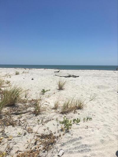 137880 - Nueva gorgona - lotes