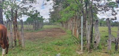 138081 - Dolega - lots