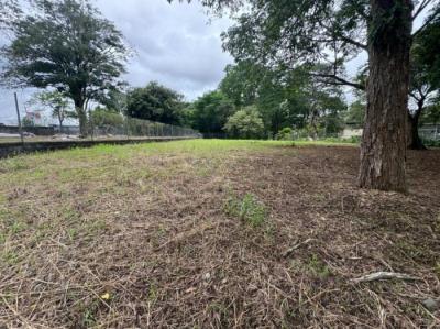 138194 - David - lotes