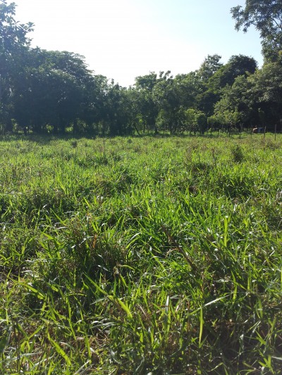 13867 - Boquerón - fincas