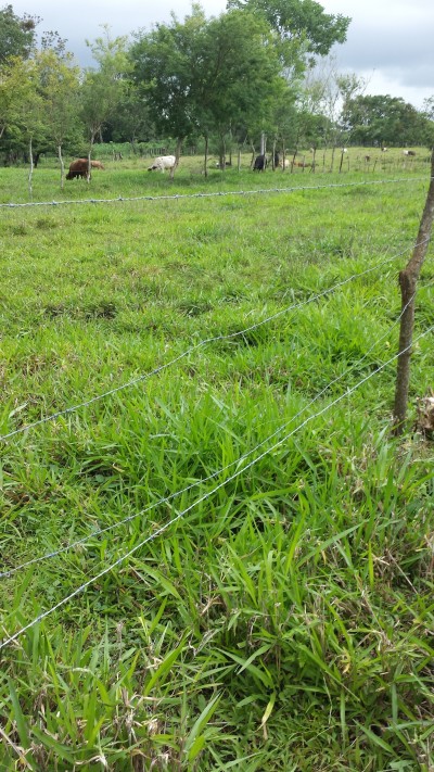 13868 - Boquerón - fincas