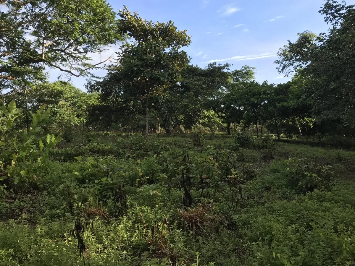 2 hectares en San Félix, Chiriqui