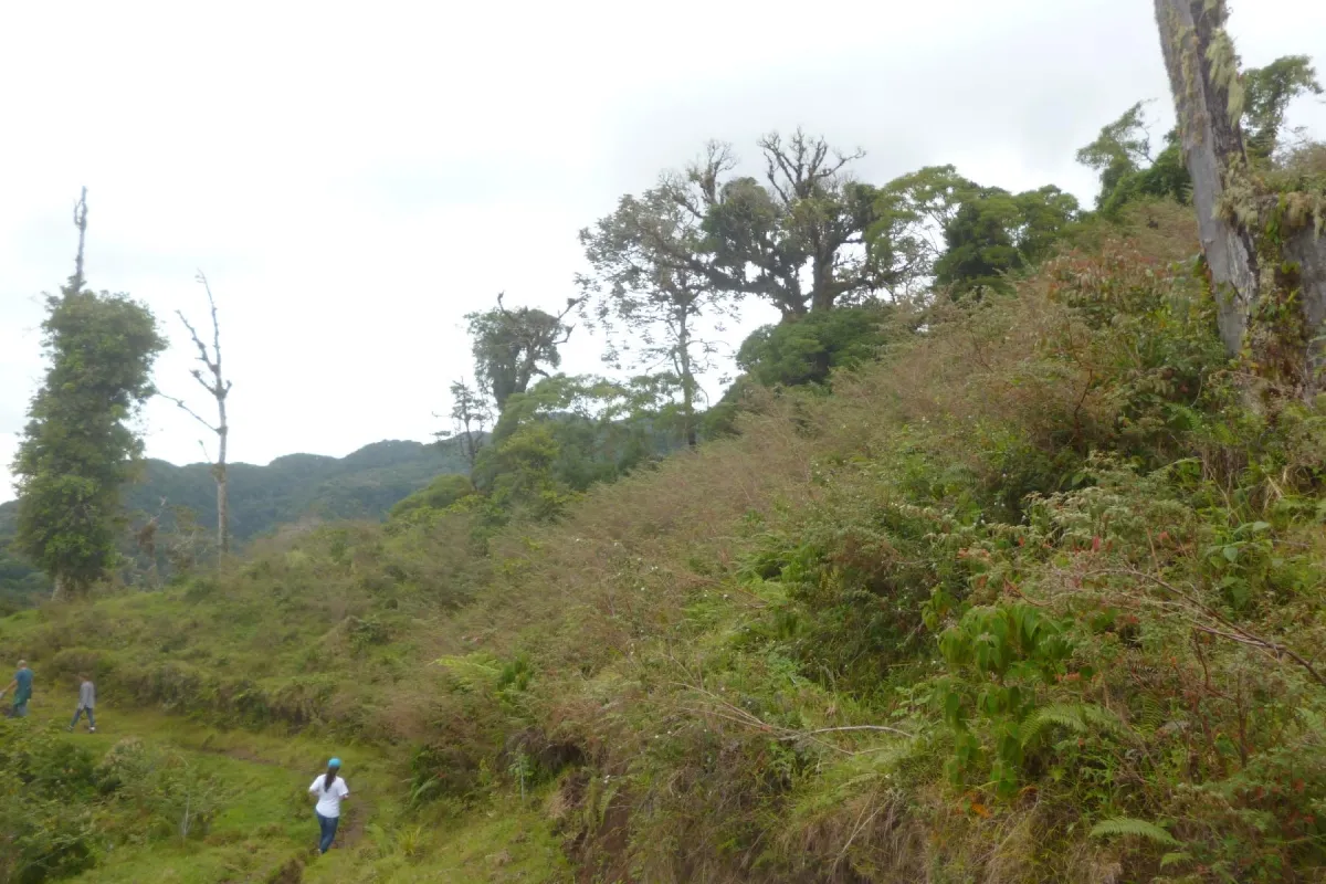 CHIRIQUI, BOQUETE, PROPIEDAD CERCA DEL PARQUE NACIONAL VOLCAN BARU