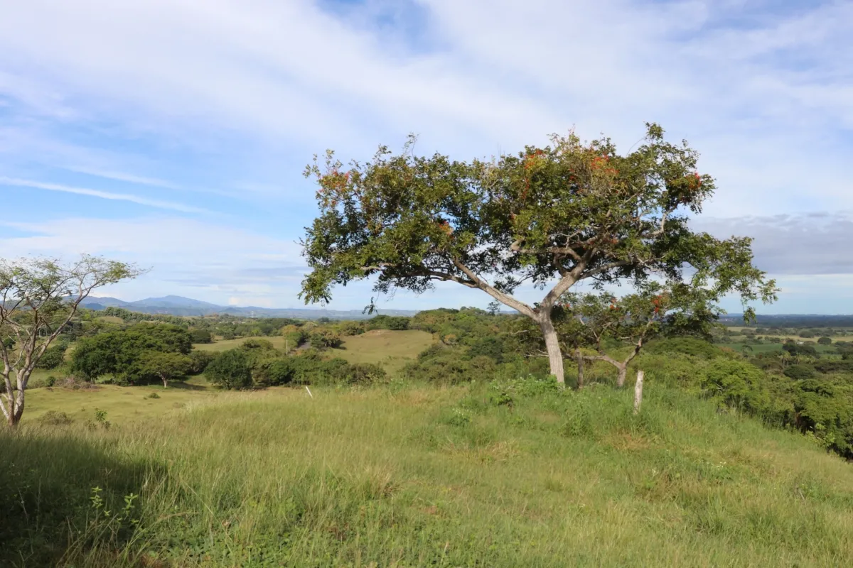 Terreno/Granja en Venta en Las Tablas