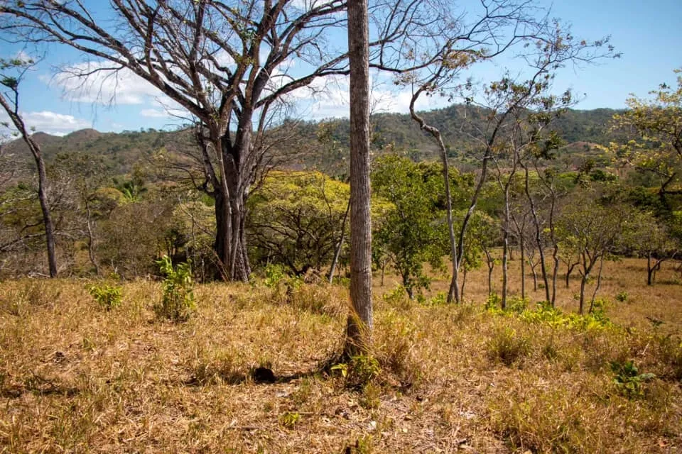 SE VENDE GRAN TERRENO EN AGUAS BLANCAS, VERAGUAS. DE 55 HECTAREAS