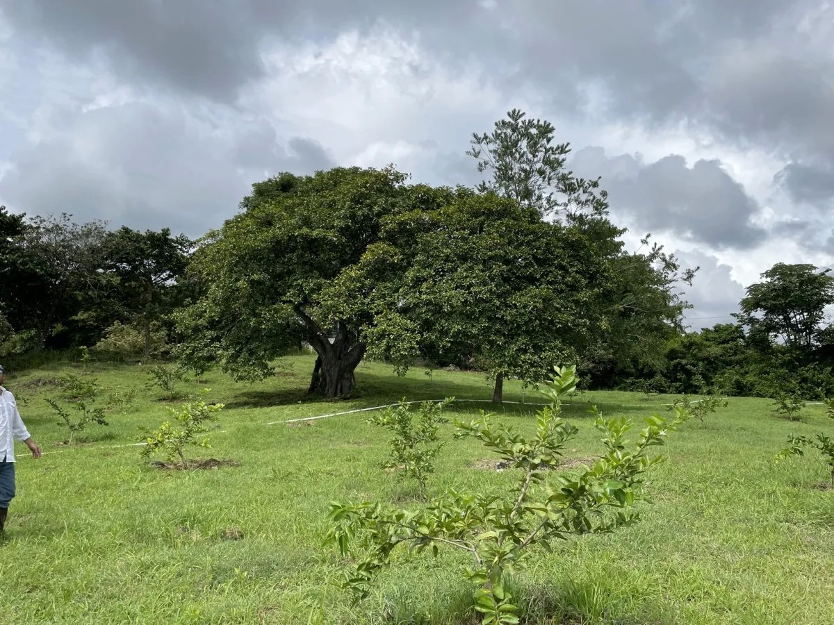 Former beef and Peking duck farm on Rio Grande, Natá, Coclé