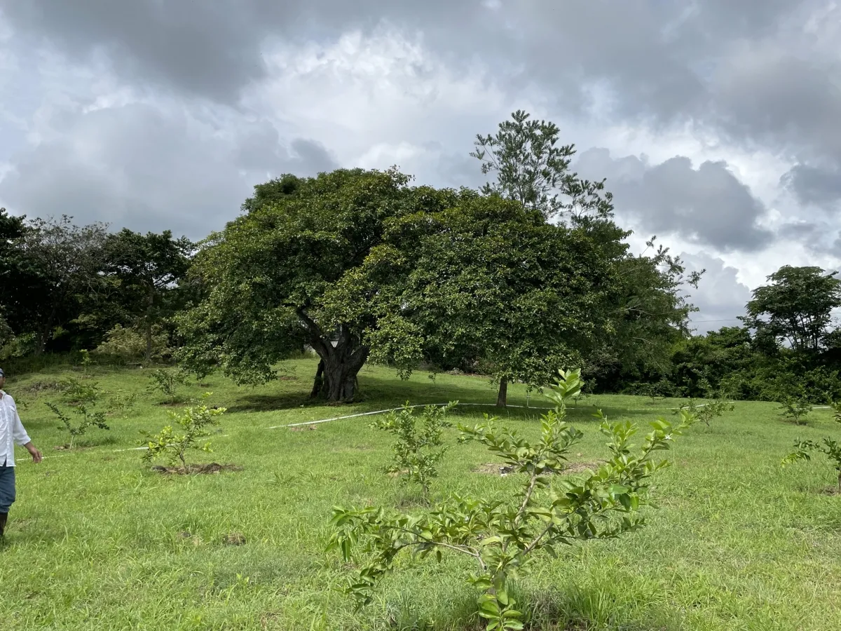 Antigua granja de carne de res y pato de Pekín en Río Grande, Natá, Co...