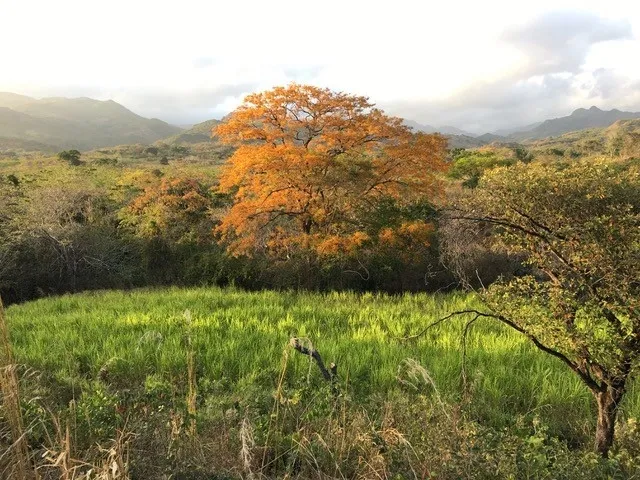 Antigua granja de carne de res y pato de Pekín en Río Grande, Natá, Coclé