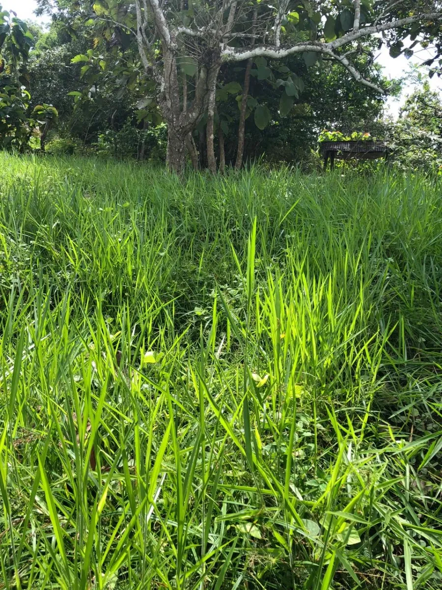 Terreno/Granja en Venta en Los Pozos