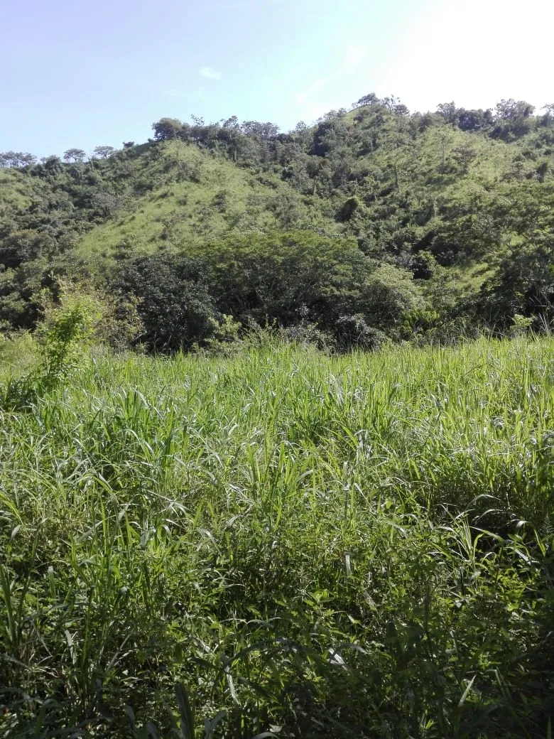Terreno en venta en Llano de Piedra, comunidad de Bombachito, Provinci...