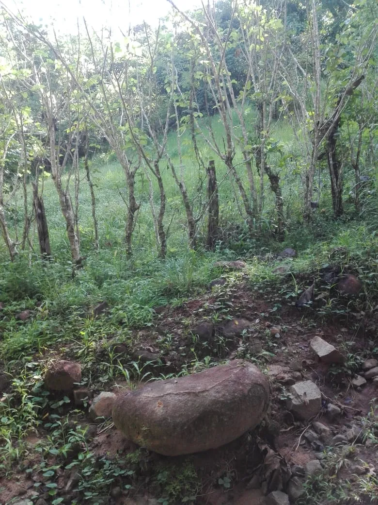 Terreno/Granja en Venta en Los Santos