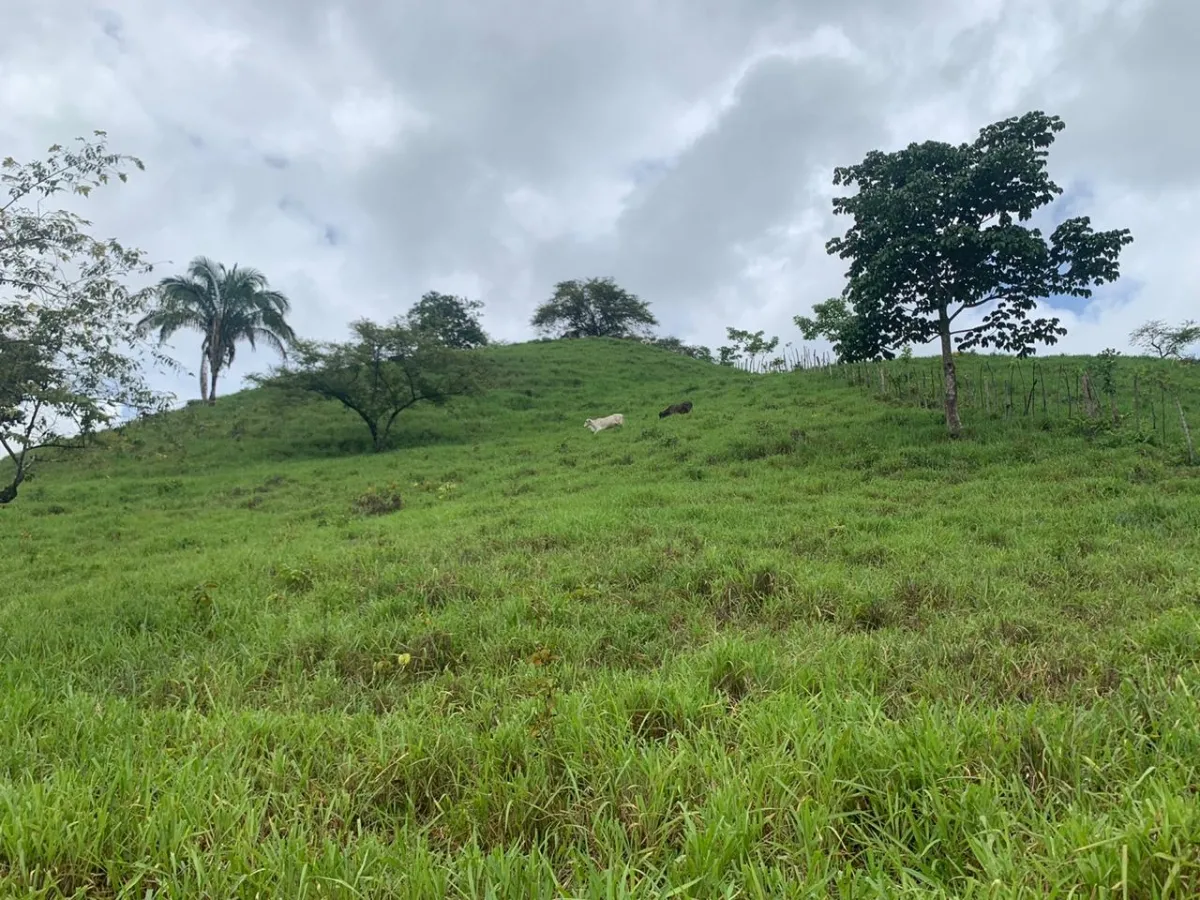 PROPIEDAD EN VENTA EN CHORRILLOS, REGION DE QUEBRADA GRANDE, VERAGUAS....