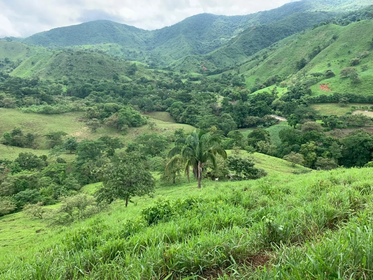 PROPIEDAD EN VENTA EN CHORRILLOS, REGION DE QUEBRADA GRANDE, VERAGUAS. 23 HECTÁREAS (56,83 ACRES).