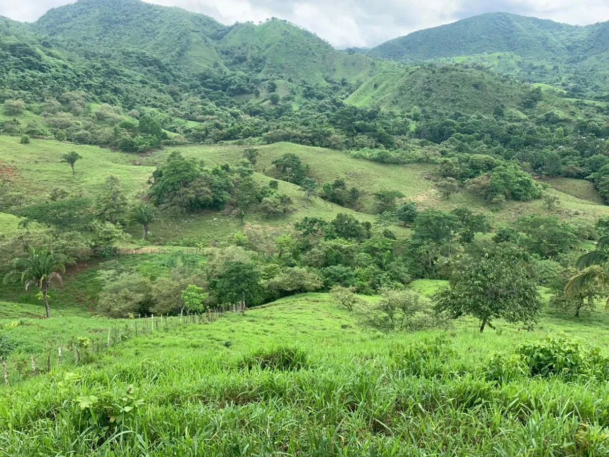 PROPIEDAD EN VENTA EN CHORRILLOS, REGION DE QUEBRADA GRANDE, VERAGUAS. 23 HECTÁREAS (56,83 ACRES).