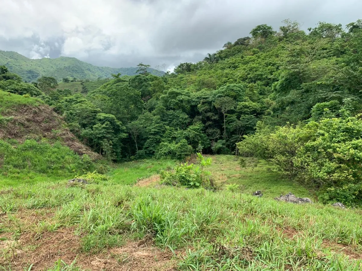 PROPIEDAD EN VENTA EN CHORRILLOS, REGION DE QUEBRADA GRANDE, VERAGUAS. 23 HECTÁREAS (56,83 ACRES).