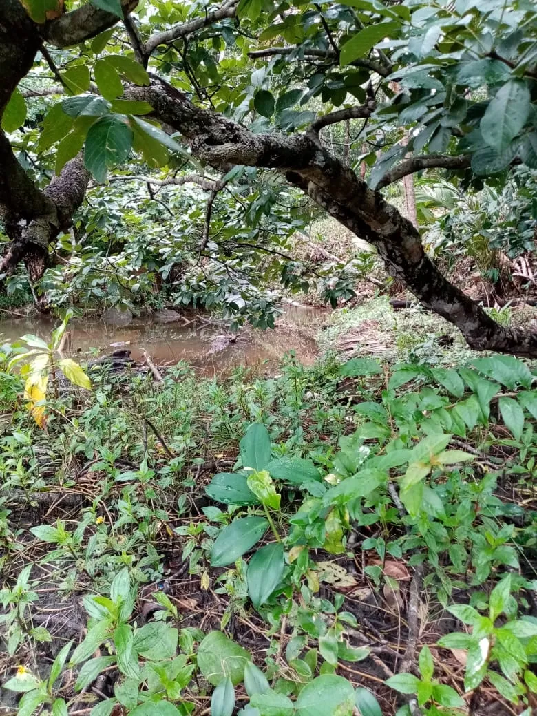 SE VENDE PROPIEDAD FRENTE AL MAR, UBICADA EN LA PLAYA EL BARCO BEJUCO,...