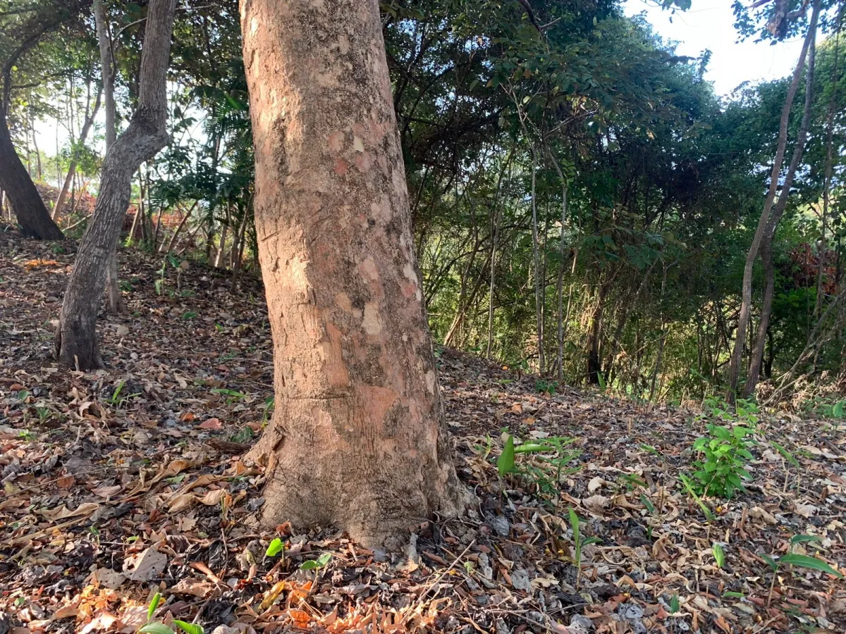 Terreno/Granja en Venta en Santa Catalina
