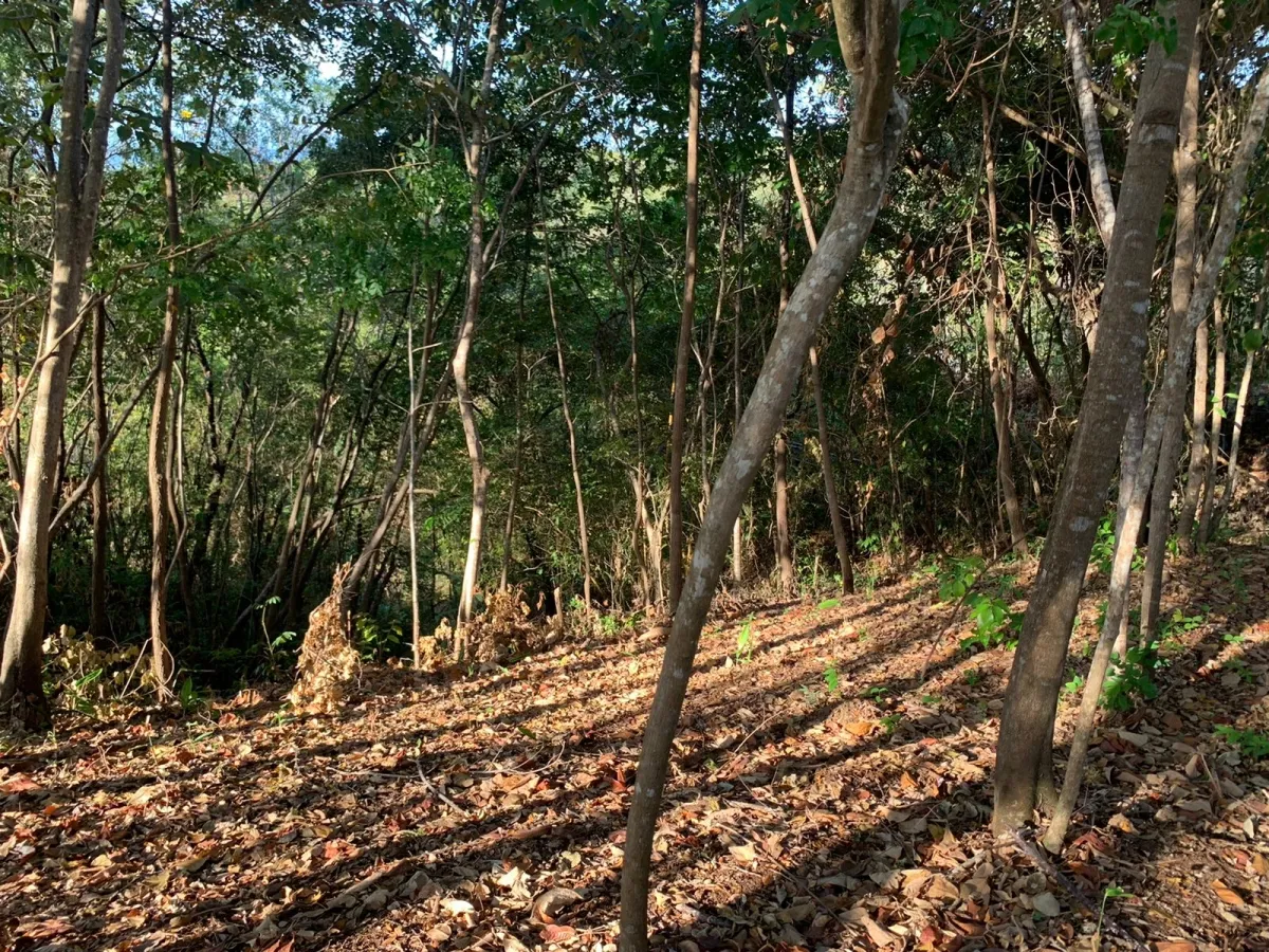 Terreno/Granja en Venta en Santa Catalina