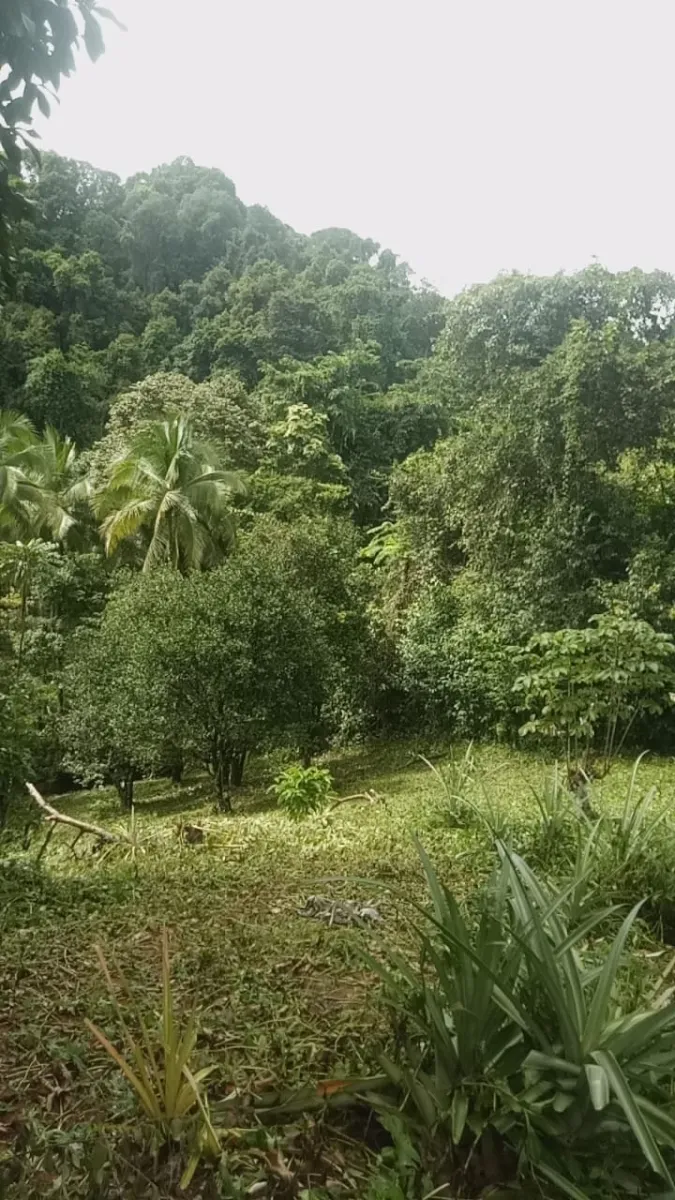 PROPIEDAD EN VENTA EN PLAYA NARANJITO 14.5 HECTÁREAS (35.83 ACRES), PU...