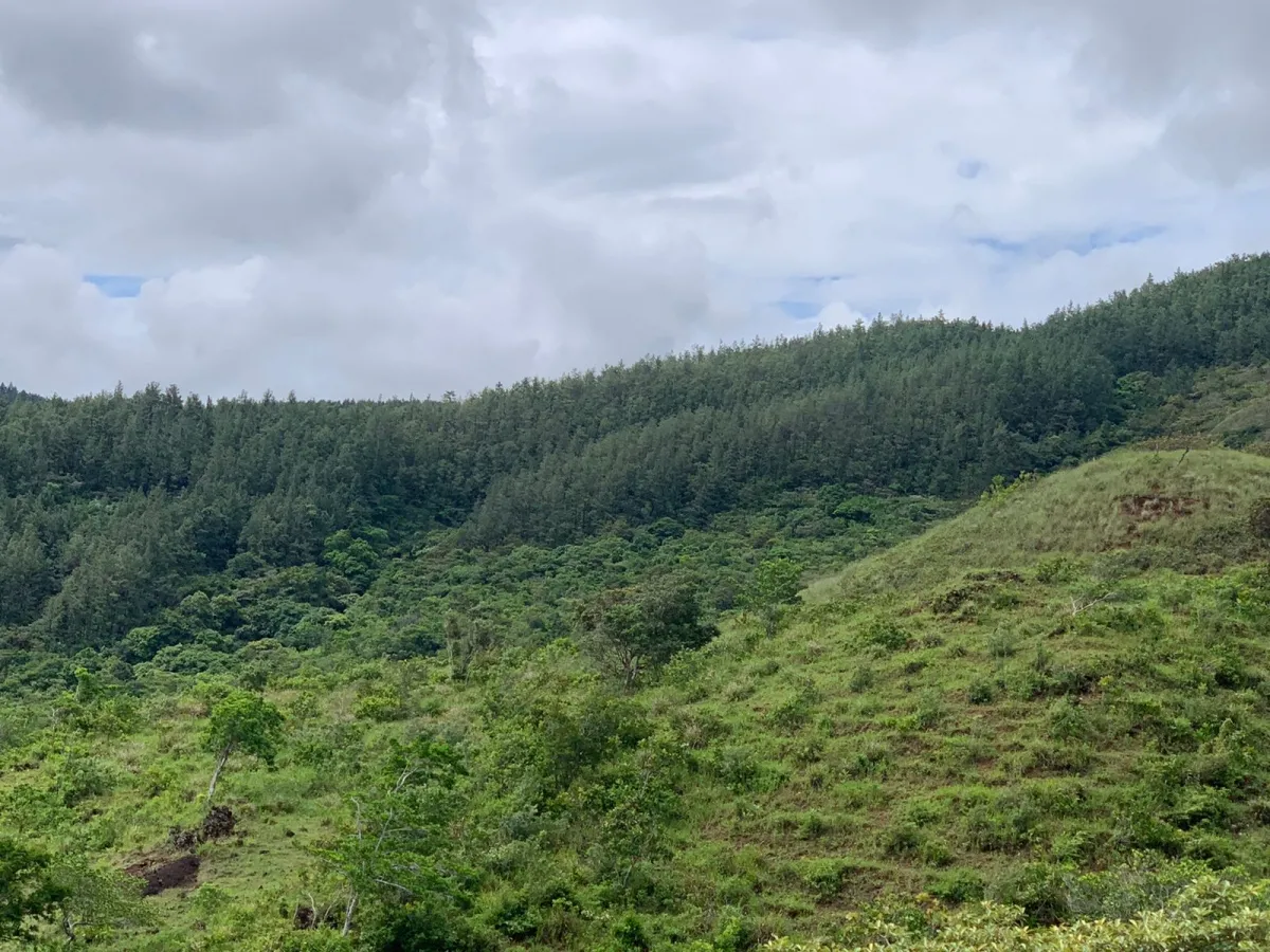 PROPIEDAD EN VENTA EN SANTA FE, VERAGUAS. 39 HECTÁREAS (96,37 ACRES).